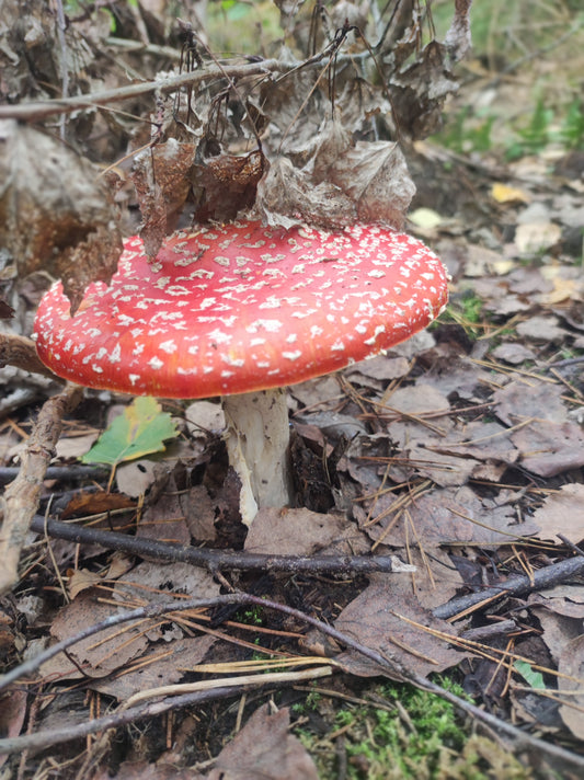 amanita muscaria